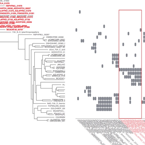 operon_heatmap